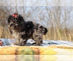 Small #3 ShihPoo