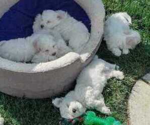 Bichon Frise Puppy for sale in OAKLEY, CA, USA