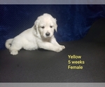 Small Photo #8 Golden Retriever Puppy For Sale in ROMULUS, MI, USA