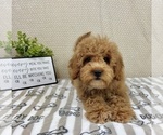 Small #2 Goldendoodle mix (+ Poodle Miniature)