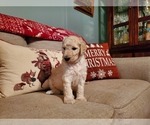Small Photo #7 Goldendoodle Puppy For Sale in ATHENS, GA, USA