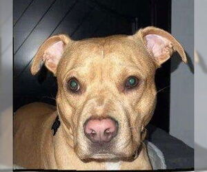 American Pit Bull Terrier-Unknown Mix Dogs for adoption in Staten Island, NY, USA