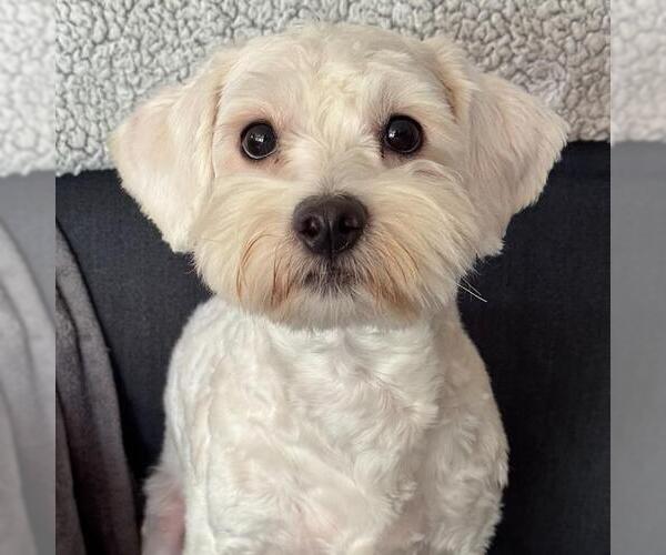 Medium Photo #1 Maltipoo (Miniature) Puppy For Sale in San Diego, CA, USA