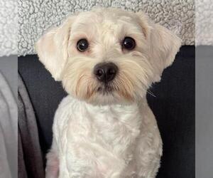 Maltipoo (Miniature) Dogs for adoption in San Diego, CA, USA