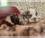 Small Photo #16 Bulldog Puppy For Sale in FAIRFIELD, IA, USA