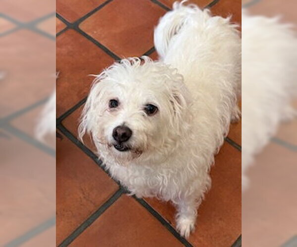 Medium Photo #5 Maltipoo (Miniature) Puppy For Sale in San Diego, CA, USA