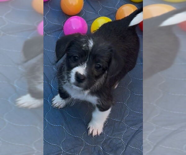 Medium Photo #2 Jack Tzu Puppy For Sale in San Diego , CA, USA