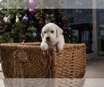 Small Photo #12 English Cream Golden Retriever Puppy For Sale in ALTO, MI, USA