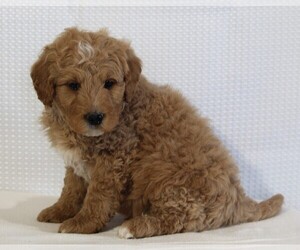 Goldendoodle (Miniature) Puppy for sale in FREDERICKSBURG, OH, USA