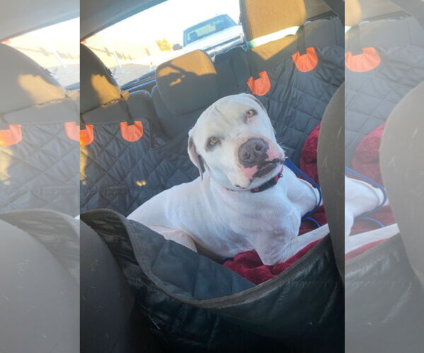 Medium Photo #8 Bulldog-Staffordshire Bull Terrier Mix Puppy For Sale in Chandler, AZ, USA
