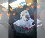 Small #7 Bulldog-Staffordshire Bull Terrier Mix
