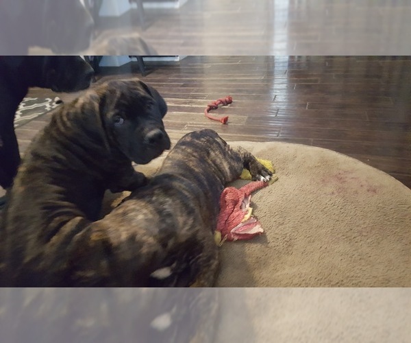Medium Photo #2 Cane Corso Puppy For Sale in LAKEVIEW, CA, USA