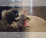 Small Photo #2 Cane Corso Puppy For Sale in LAKEVIEW, CA, USA