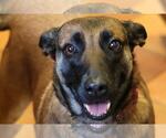 Cheyenne - Female Mutt Dog for Adoption - Small photo