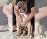 Small #2 Dogue de Bordeaux Mix