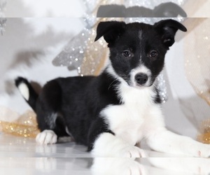 Border Collie Puppy for sale in BEL AIR, MD, USA