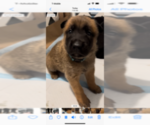 Small Photo #4 Belgian Malinois Puppy For Sale in DECATUR, AL, USA