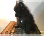 Small Photo #4 Pomeranian Puppy For Sale in ORLANDO, FL, USA