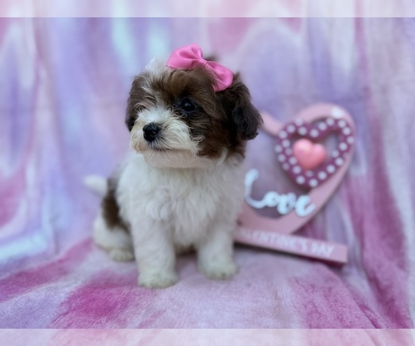 Medium Photo #7 Shih-Poo Puppy For Sale in LAKELAND, FL, USA
