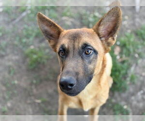 German Shepherd Dog-Unknown Mix Dogs for adoption in Tulsa, OK, USA