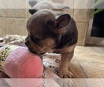 Small Photo #29 American Bullnese-French Bulldog Mix Puppy For Sale in DISCOVERY BAY, CA, USA