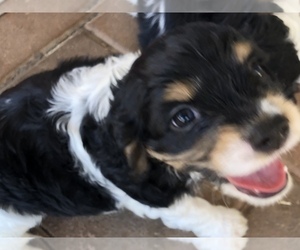 Cocker Spaniel Puppy for sale in QUEEN CREEK, AZ, USA