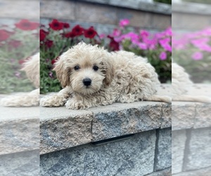 Coton de Tulear-Poodle (Toy) Mix Puppy for sale in CANOGA, NY, USA