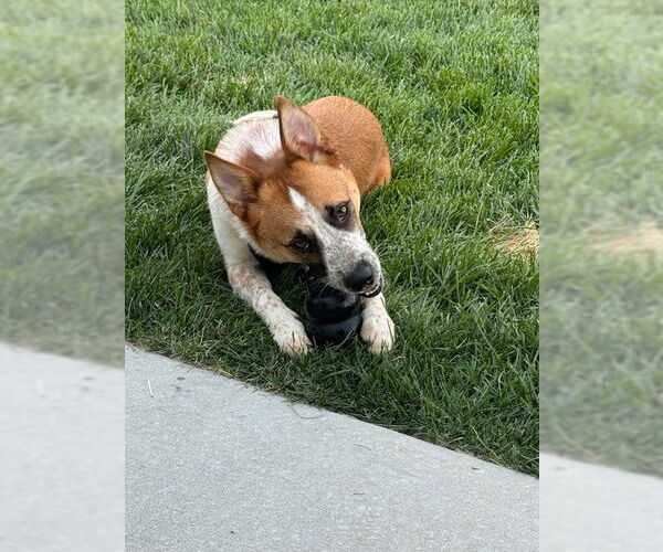 Medium Photo #20 Mutt Puppy For Sale in Sandy, UT, USA