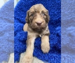 Small Photo #2 Bernedoodle-Poodle (Standard) Mix Puppy For Sale in WASHINGTON, IA, USA
