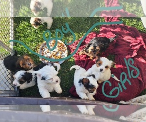 Shorkie Tzu Puppy for sale in HILGER, MT, USA