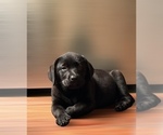 Puppy Puppy 1 Labrador Retriever