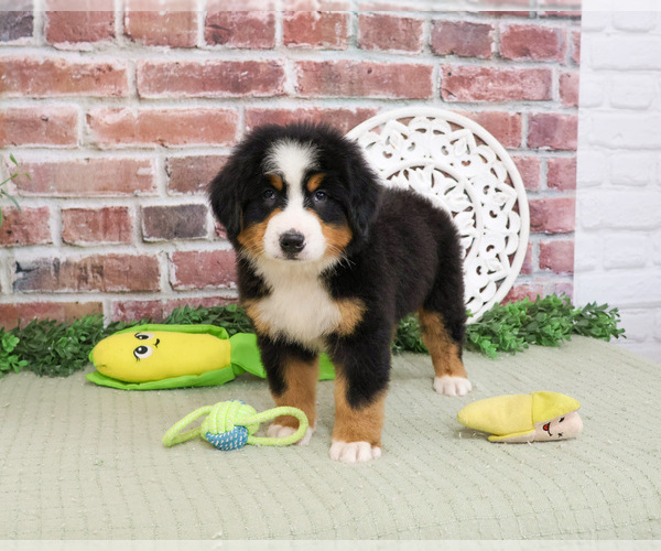 Medium Photo #2 Bernese Mountain Dog Puppy For Sale in SYRACUSE, IN, USA