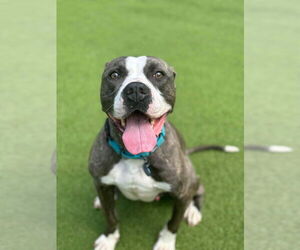 Royce - Male Mutt Dog for Adoption - Photo #10