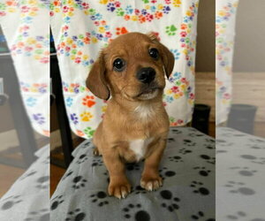 Dachshund-Unknown Mix Dogs for adoption in New London, WI, USA