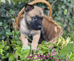 Small #4 Belgian Malinois
