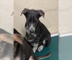 German Shepherd Dog-Unknown Mix Dogs for adoption in Texas City, TX, USA