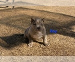 Puppy 5 American Bully