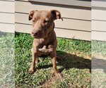 Small Photo #14 Labrador Retriever Puppy For Sale in Rosenberg, TX, USA