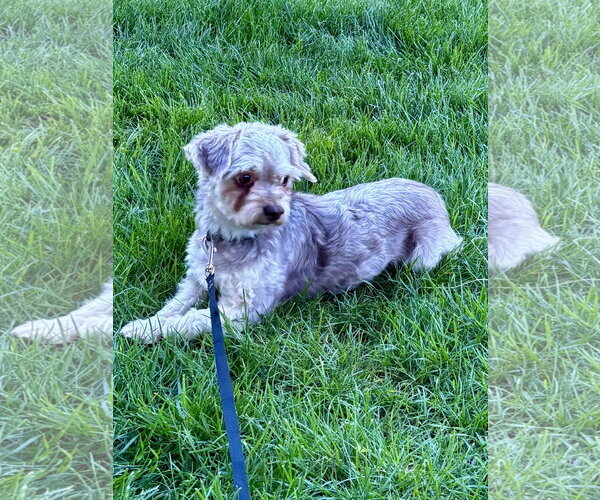 Medium Photo #1 Havanese Puppy For Sale in Alexandria, KY, USA