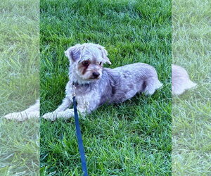 Havanese Dogs for adoption in Alexandria, KY, USA
