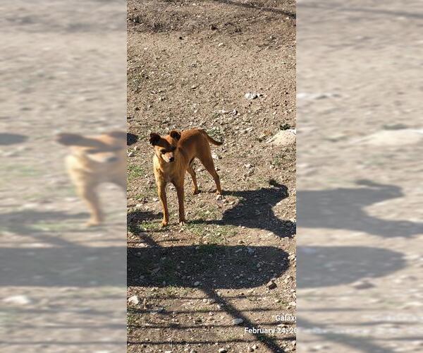 Medium Photo #1 Chihuahua-Unknown Mix Puppy For Sale in San Antonio, TX, USA