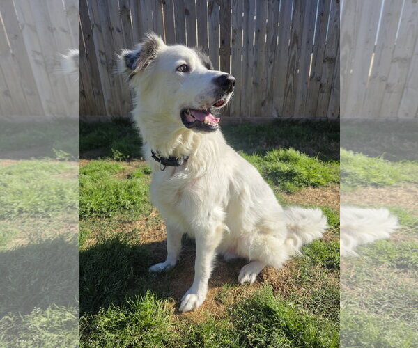 Medium Photo #10 Aussie Pyrenees Puppy For Sale in Houston, TX, USA