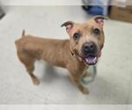 Small American Pit Bull Terrier Mix