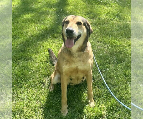 Medium Photo #3 Mutt Puppy For Sale in Yardley, PA, USA