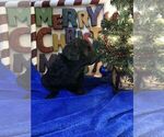 Small Photo #18 Goldendoodle Puppy For Sale in DYERSBURG, TN, USA