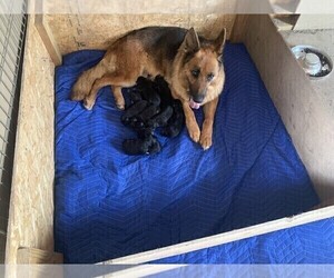 German Shepherd Dog Puppy for Sale in FRISCO, Texas USA