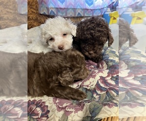 Poodle (Toy) Puppy for sale in SALUDA, SC, USA