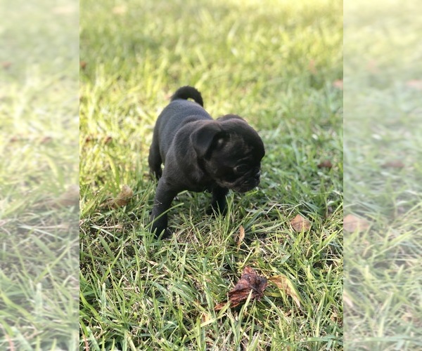 Medium Photo #4 Pug Puppy For Sale in MOSELLE, MS, USA