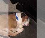 Small #13 Boxer