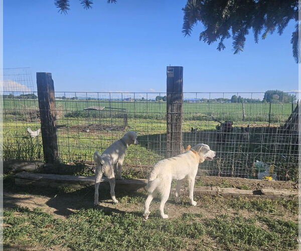 Medium Photo #2 Great Pyrenees-Unknown Mix Puppy For Sale in Hamilton, MT, USA